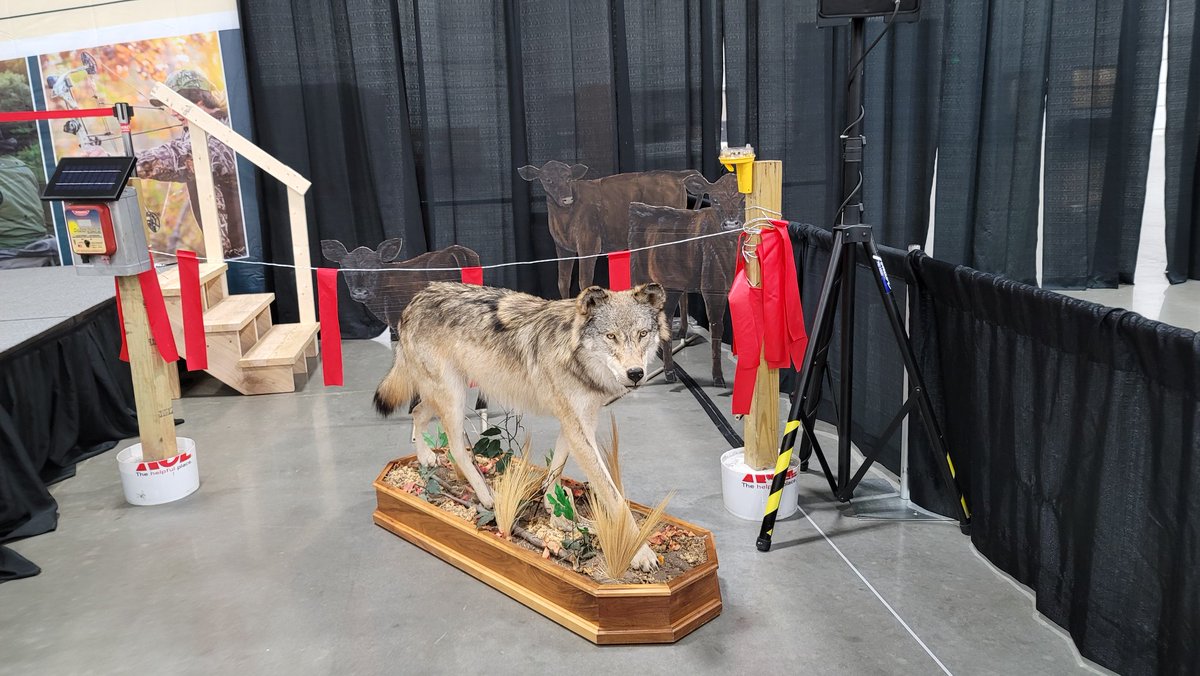WolfInfoNow's tweet photo. #WI #wolves:What would u do if you saw this wolf coming? USDA/APHIS WI St Dir wheeled this wolf in for a demo w/ true to size calves to discuss nonlethal abatement &amp; wolf conflicts @mjssportsshow on 3/11. Compare the size of both!  Fladry, lights,sounds &amp; hazing - all techniques. https://t.co/Dgv48ATObI