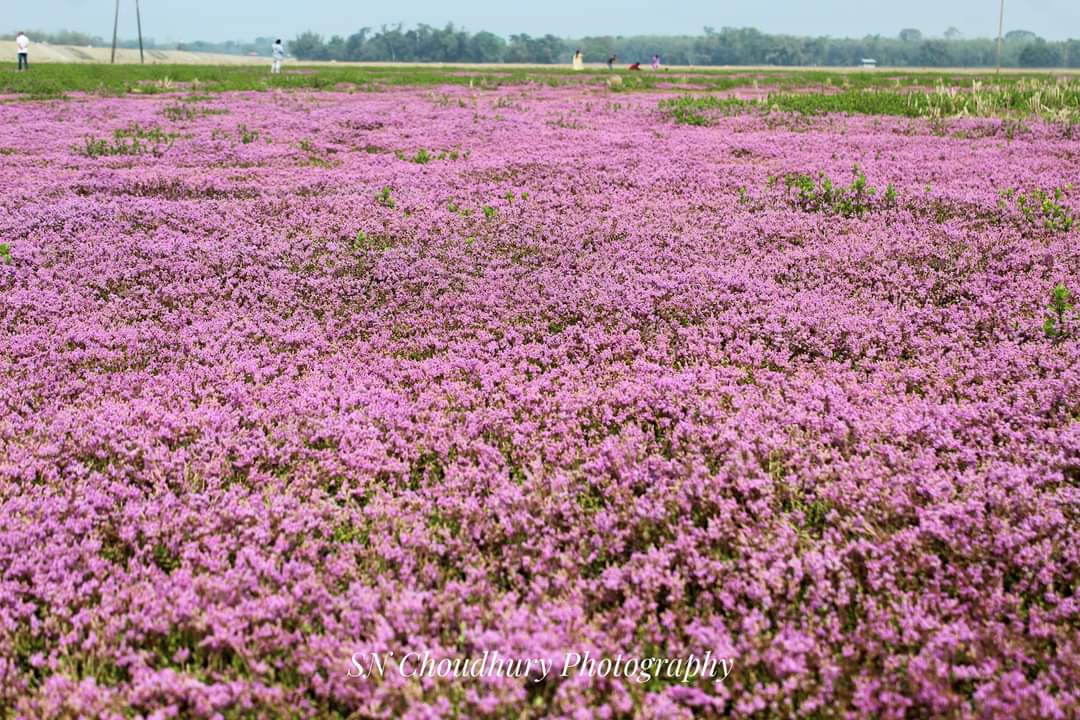 Supriya_NT01's tweet photo. এইটো ফুলৰ নাম চুবুলতা হয়।
ইংৰাজী নাম-Phlox Subulata
বানপানীৰ পিছত প্ৰকৃতিৰ কৃপাত ক'ৰবাত ক'ৰবাত এইটো ফুলৰ বাগান যেন হৈ পৰিছিল। কিন্তু মানুহৰ ফটো উঠা,বাইকত ফটো উঠা, খোজকাঢ়া অত্যাচাৰত অকালতে মৰহি থাকিল প্ৰকৃতিৰ অমূল্য ফুলখিনি।দুখ লাগিছে মানুহৰ দ্বাৰা হোৱা প্ৰকৃতিৰ ধ্বংস দেখি। 😢😢 https://t.co/3q4Cugt06I