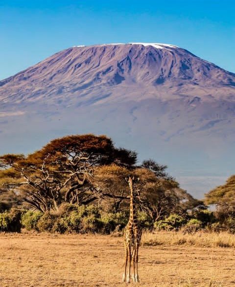 Karibu Tanzania nchi pekee yenye vivutioo vya kushangaza kwa wageni🌲🌳🌴🌴🌵