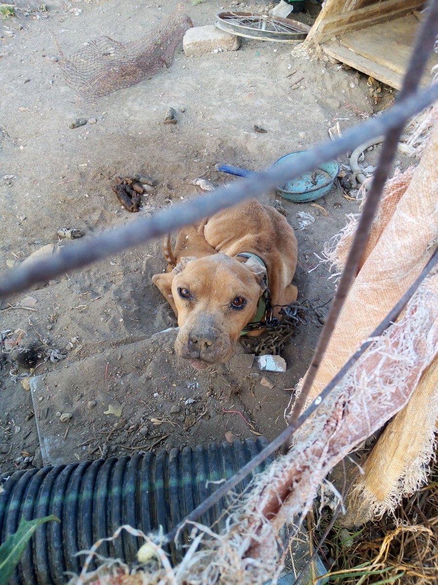Alina_Gag's tweet photo. Tengo el corazón roto. Este perrito vive así. Tenía una pareja y ya la mataron. Si no hacemos algo por él, va a morir también. Ya arreglé que lo saquen de ahí y me lo den. Voy a ir a recogerlo. Solo necesito un hogar temporal para él

Alguien? 😭 no hay nada más lindo que ser ht https://t.co/HL2IavQLHw