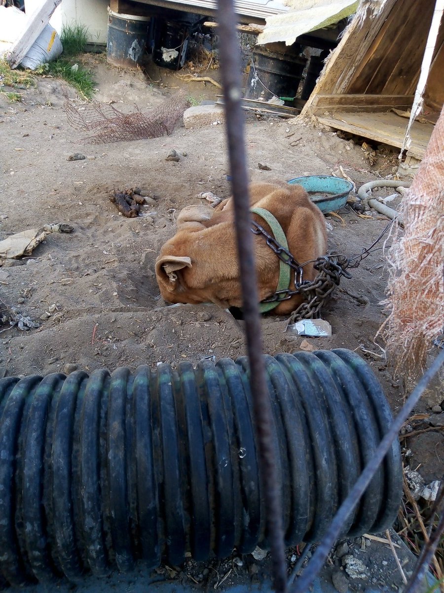 Alina_Gag's tweet photo. Tengo el corazón roto. Este perrito vive así. Tenía una pareja y ya la mataron. Si no hacemos algo por él, va a morir también. Ya arreglé que lo saquen de ahí y me lo den. Voy a ir a recogerlo. Solo necesito un hogar temporal para él

Alguien? 😭 no hay nada más lindo que ser ht https://t.co/HL2IavQLHw