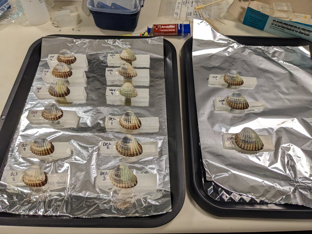Excited to get started on our @crar_m sclerochronology project with @AmyLPrendergast at @UniMelb . @padmorrison and I are undertaking analysis of modern and archaeological Tegillarca granosa shells to reconstruct paleoclimate and seasonality of harvesting at Murujuga