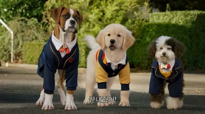 얘들아 넷플릭스에서 퍼피 아카데미 봤냐? 강아지버전 호그와트임
진짜 걍 미쳤다고 할 수 있음 강아지가 계속 나와 계속. 계속. 계속.