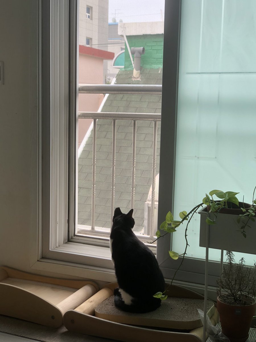 도도다다냥 (@dodo_dadada) on Twitter photo 