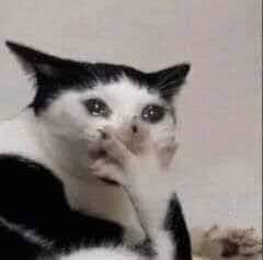 foiosghoul's tweet photo. Javier Ibarreche viendo q Jamie Lee Curtis lo reconoció es literalmente el gato este https://t.co/2skuDQuNvH