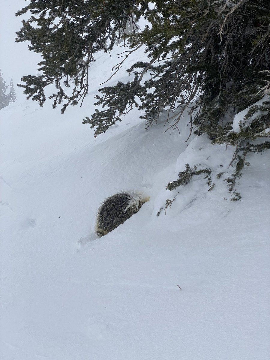 ehcasper's tweet photo. @AltaSkiArea Saw one sleeping earlier today along the saddle traverse https://t.co/OnyXlVb0SP