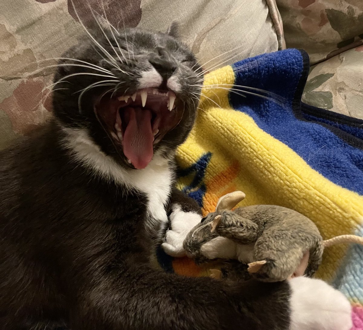 runswstilettos's tweet photo. I am Lion, hear me roar! Or sing, “I Feel Good…” #lion #littlelion #cat #cats #fangs #teef #toofs #rescuecat #tuxedocat #catsoftwitter #sheltercat #happycat @LindseySlaterTV @Mark_Baden https://t.co/N4c1KOWQXf