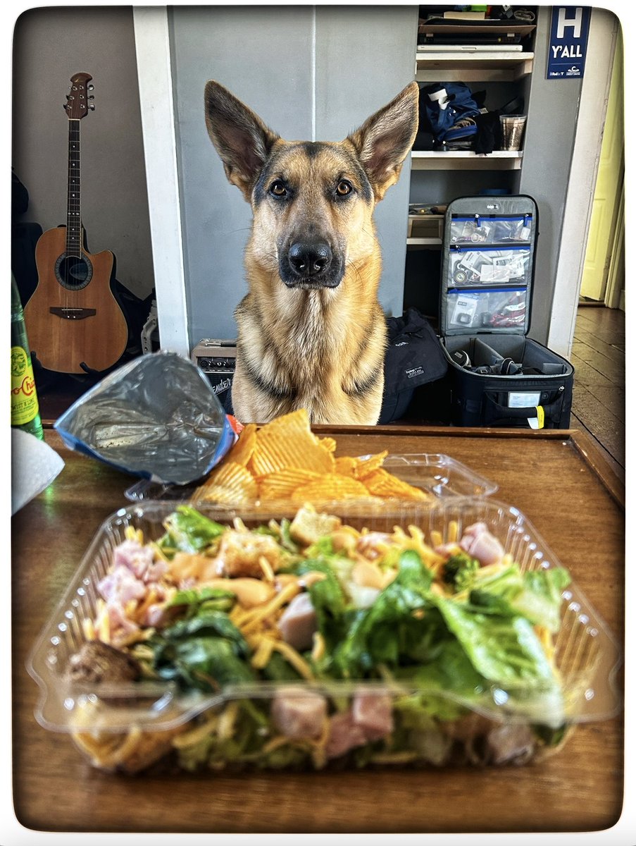 RobertLeeCarr's tweet photo. The King, Koba, eyeing up my lunch last week. https://t.co/5ldcvebNDz