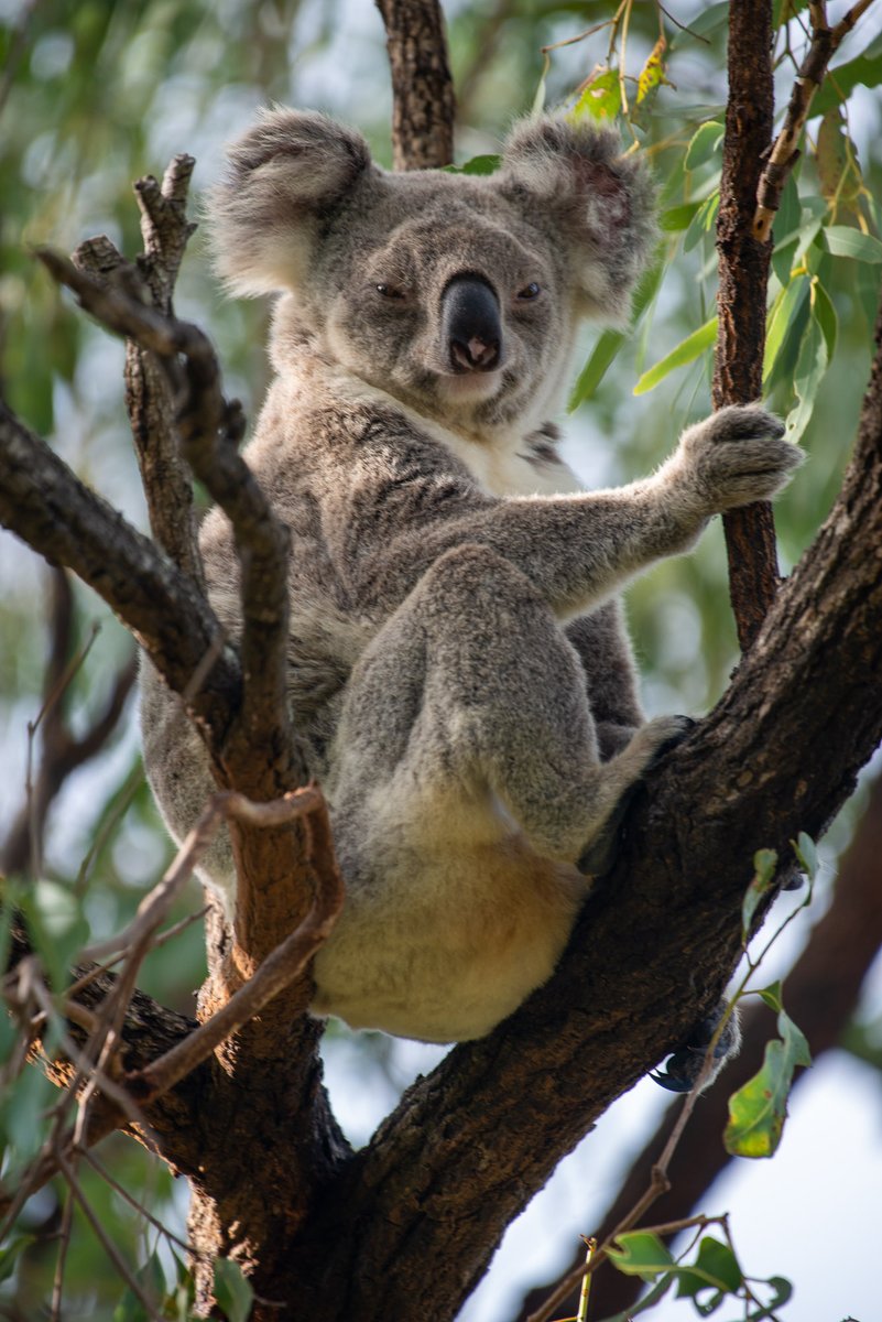 AusBiodiversity's tweet image. This healthy Koala was captured on the site of Lotus Creek wind development, Central QLD. Many more were found in the area. This should be a National Park, not wind farm! Sign the petition for an Inquiry into wind farm siting: aph.gov.au/e-petitions/pe…