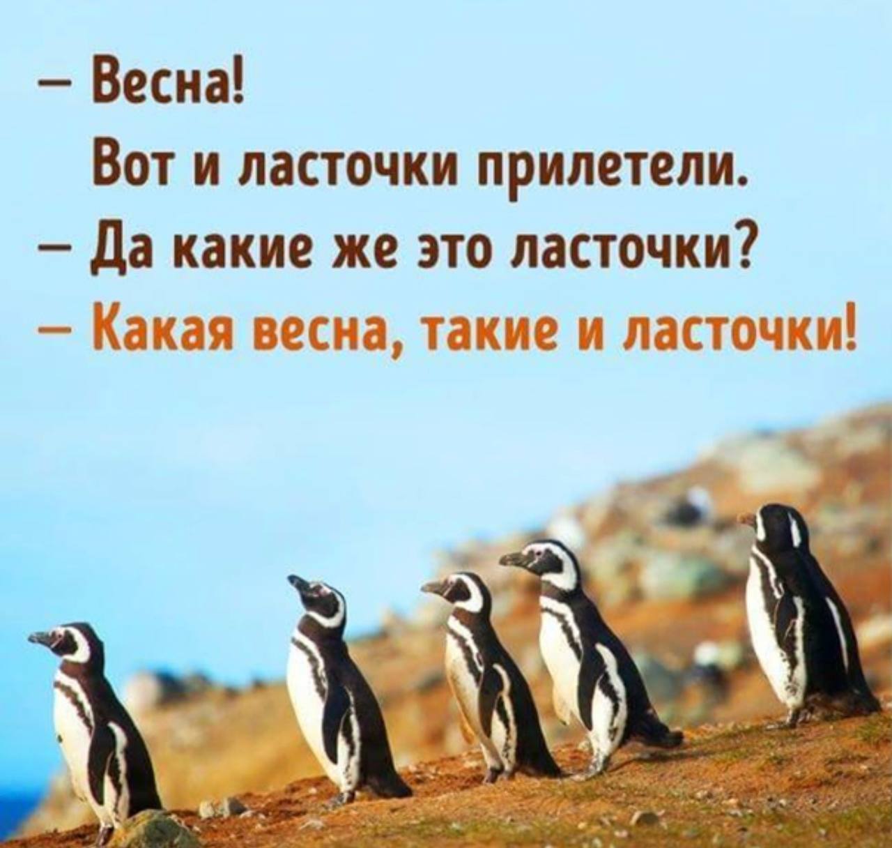 Какая Весна такие и ласточки