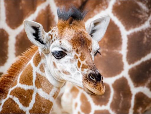 HogleZoo's tweet photo. In honor of The Last of Us, and THE giraffe scene, and being in Salt Lake, here are some members of our herd.
🦒🫶
#TheLastOfUs #giraffe #utah https://t.co/rDxMNFtlij