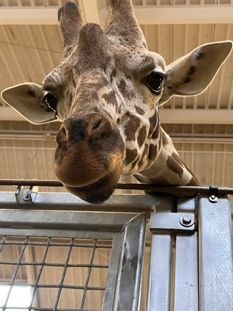 HogleZoo's tweet photo. In honor of The Last of Us, and THE giraffe scene, and being in Salt Lake, here are some members of our herd.
🦒🫶
#TheLastOfUs #giraffe #utah https://t.co/rDxMNFtlij
