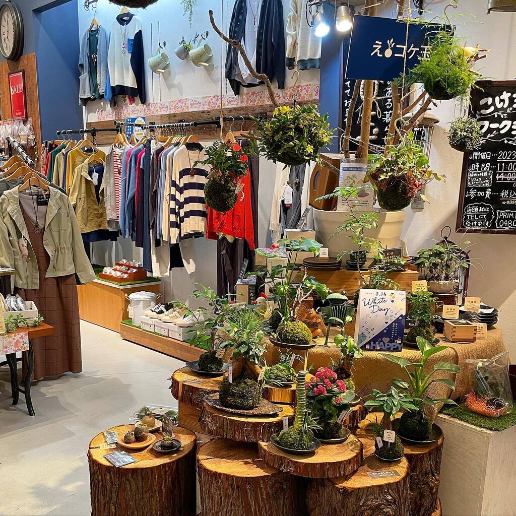 activenote_info's tweet photo. #プリムローズ菖蒲店
#緑の苔玉 納品完了いたしました^ ^
#苔玉
#moymo
#モイモ
#べにはるかほしいも https://t.co/Bo1wMb1xcz