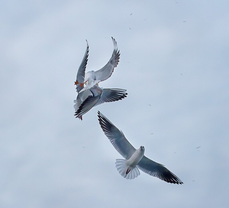 Gulls are the Pirates of the Sea- they love stealing food other gulls and if the food happens to be something as tempting as chips, the fight to get it often results in a gang war. 
#BlackHeadedGull #BirdsSeenIn2023 #IndiAves #BirdsOfTwitter #natgeoindia #ThePhotoHour #birding