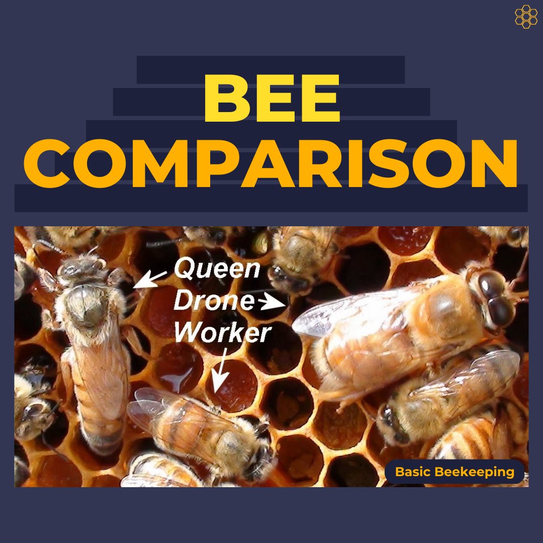 quinbeeproject's tweet photo. There are 3 main roles in a colony: the queen bee, the worker bees, and the drones. Each play critical roles in the survival of the hive. Click to learn more about these hardworking pollinators🐝(2/3)

 #savethebees #beepartofthechange #honey #queenbee #pollination #globalwarming https://t.co/ufvHtn6lgR