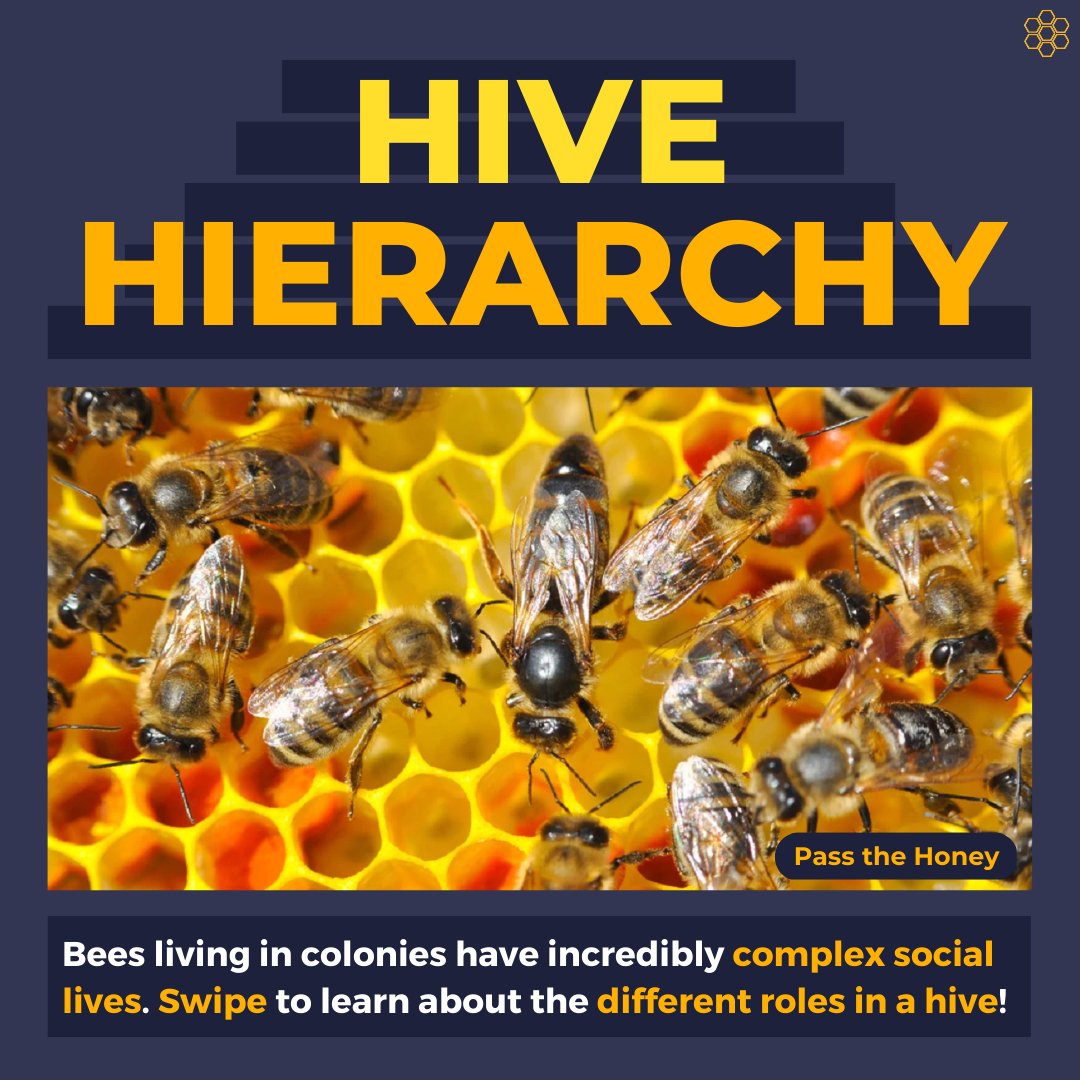 quinbeeproject's tweet photo. Did you know that bees have their own social hierarchy, just like us humans? But unlike us, they all work together to keep their colony thriving. (1/3)

Click to learn more about their complex social order!

 #savethebees #beepartofthechange #honey #queenbee #pollination #climate https://t.co/kB4qy4nrJa