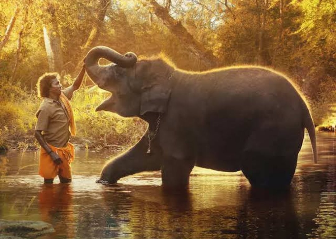 Congratulations to #ElephantWhisperers on winning the #Oscars for the best documentary 👏🏽 #Oscars2023 #AcademyAwards2023 #Oscars95