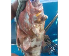 BaliFishing2's tweet photo. 31 Dec 2022 Fishing https://t.co/5hegBH3m2E