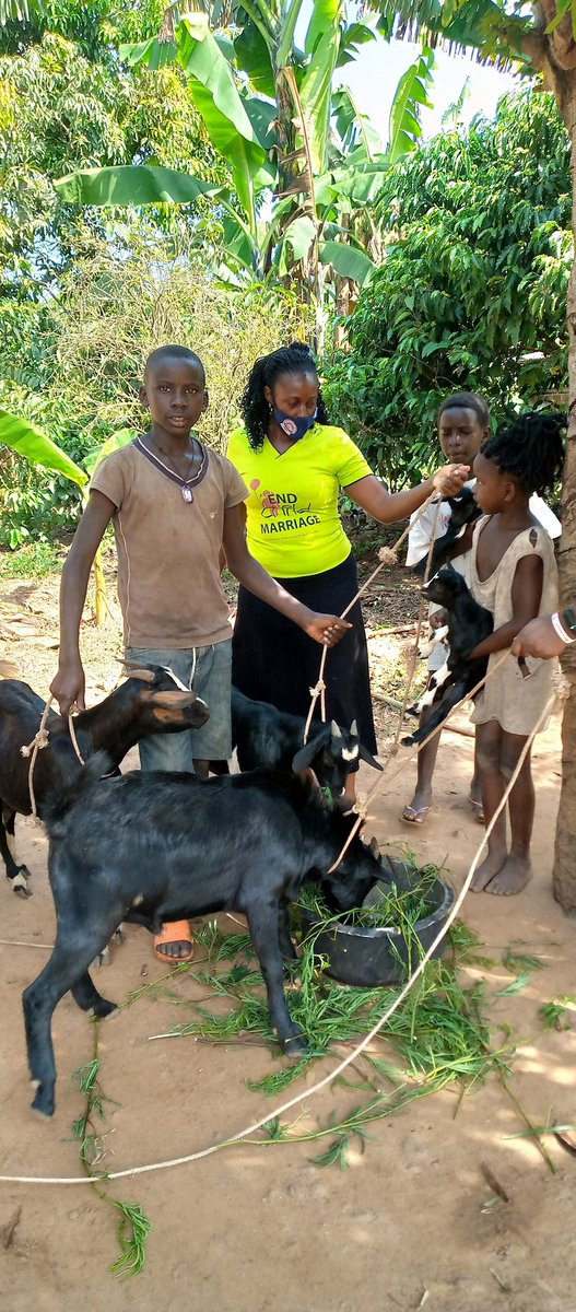 NinyeNBA's tweet photo. Our Livelihood program supports young girls to stay in school through the #GoatProject
We have seen transformation over the years and we appreciate #GirlsFirstFund for the continued support:
Together we can #EndChildMarriage @GirlsFirstFund @GirlsNotBrides @GenevaGlobal https://t.co/FlamTaKBfL