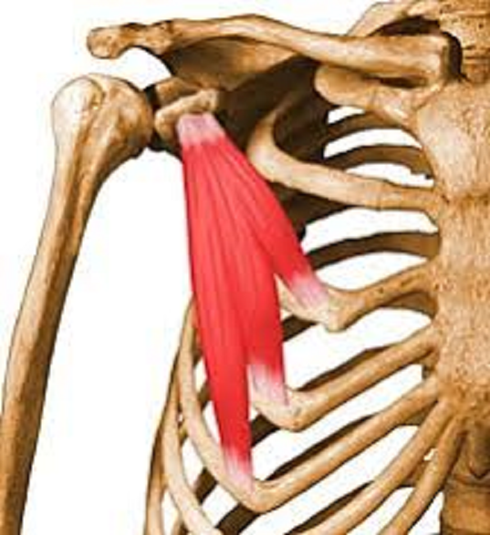 drdozellodc's tweet photo. Two Minutes of Anatomy: Pectoralis Minor
Dr Donald A Ozello DC
#pectoralisminorinsertiontendinopathy #pectoralisminor #chestmuscles
#pecminor #pecminorpain #pectoralisminormuscle #anatomy #anatomyandphysiology #chiropractor #chiropractic #sportsmedicine https://t.co/1Q7TdysHSK https://t.co/pIbkuGbKIv
