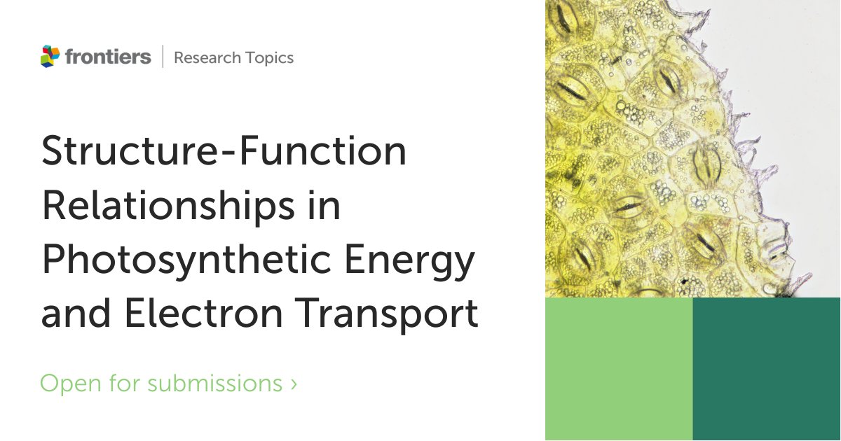 FrontPlantSci's tweet photo. A Research Topic, led by Parveen Akhtar (@parvidua), Petar H Lambrev (@PHLambrev), and Stefano Santabarbara will explore groundbreaking new research on the relationships in photosynthetic energy and electron transport.

Submit your abstract here➡️https://t.co/L4S724VMHl https://t.co/gXUQxv9OaG
