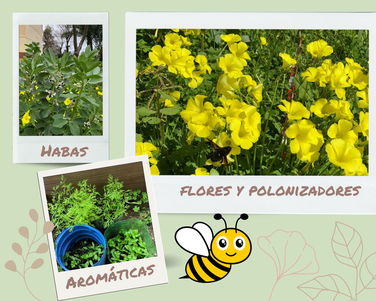 IESAlbertiCadiz's tweet photo. 🌷Parece que llega la primavera🌷: los semilleros están a tope y las habas llenas de flores 🌸 y de polinizadores. Las patatas 🥔 van asomando. #proedaldea https://t.co/CKCFBbIldp