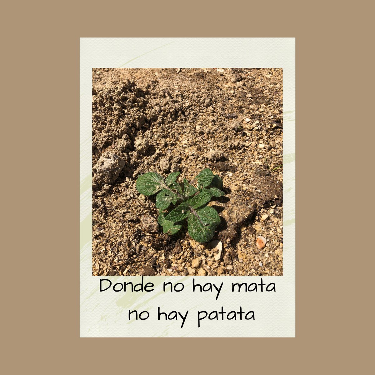IESAlbertiCadiz's tweet photo. 🌷Parece que llega la primavera🌷: los semilleros están a tope y las habas llenas de flores 🌸 y de polinizadores. Las patatas 🥔 van asomando. #proedaldea https://t.co/CKCFBbIldp