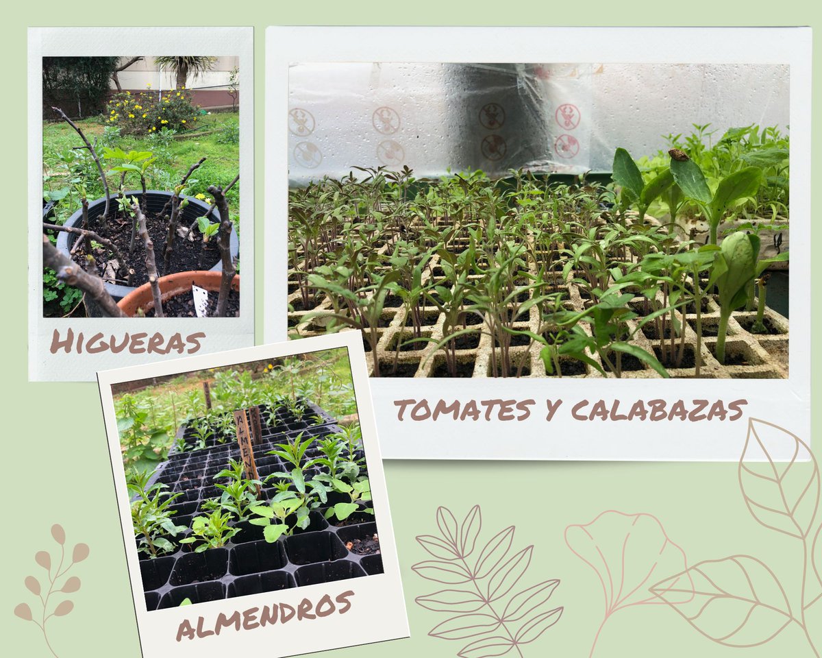 IESAlbertiCadiz's tweet photo. 🌷Parece que llega la primavera🌷: los semilleros están a tope y las habas llenas de flores 🌸 y de polinizadores. Las patatas 🥔 van asomando. #proedaldea https://t.co/CKCFBbIldp