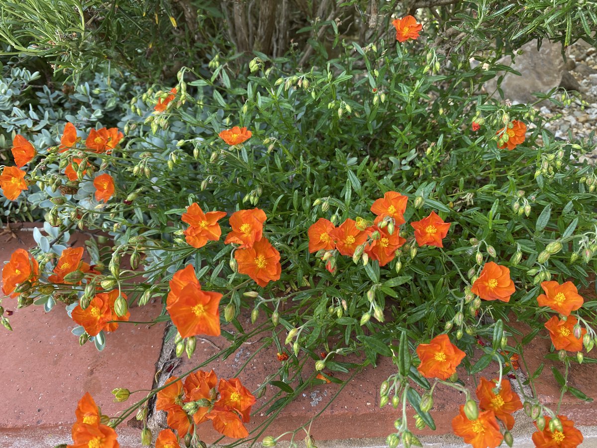 PotteringPolly's tweet photo. The snow may have gone, but the rain's replaced it 
☔️💦🌧️
Anyone in need of some orange Helianthemums to warm them up? 🌿🧡🌿

Rockery variety 'Ben Mohr'

#GardeningTwitter #mygarden https://t.co/UXepHCDinG