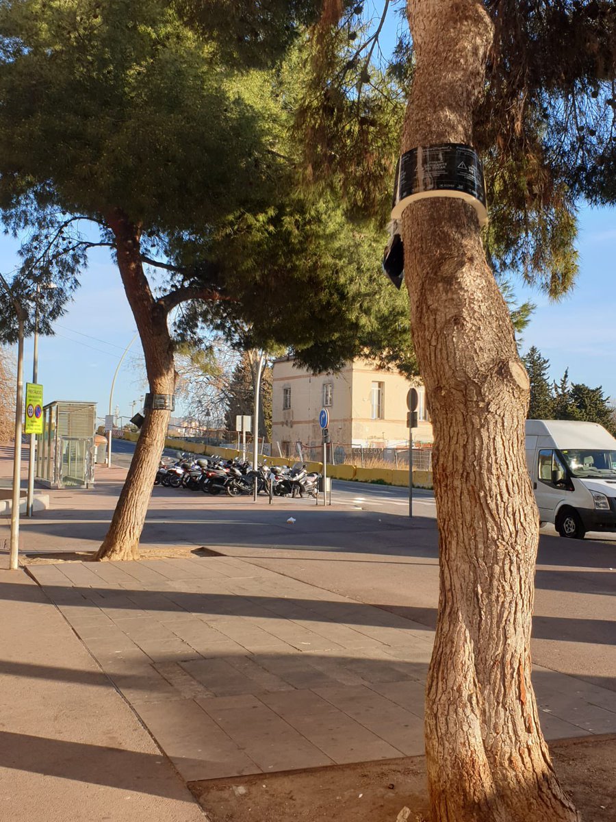 🔴 Des del departament de medi ambient s'ha instal·lat un nou sistema de lluita contra l'eruga processionària del pi per evitar molèsties a la ciutadania i trencar el seu cicle reproductiu. #ControldePlagues #MediAmbientSAB