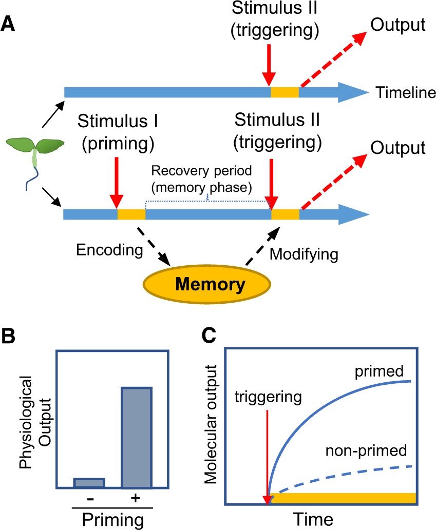 Review by Charng et al. @ThePlantCell @ASPB

Maintenance of #abiotic stress memory in plants: Lessons learned from #heat acclimation

academic.oup.com/plcell/article…

#PlantSci #AgTwitter @EpiExperts @Epigenetics @NAP_Africa @EUAgri @TW_nextmedia @BinfoTrends @SciSustAg @Agricultura2023