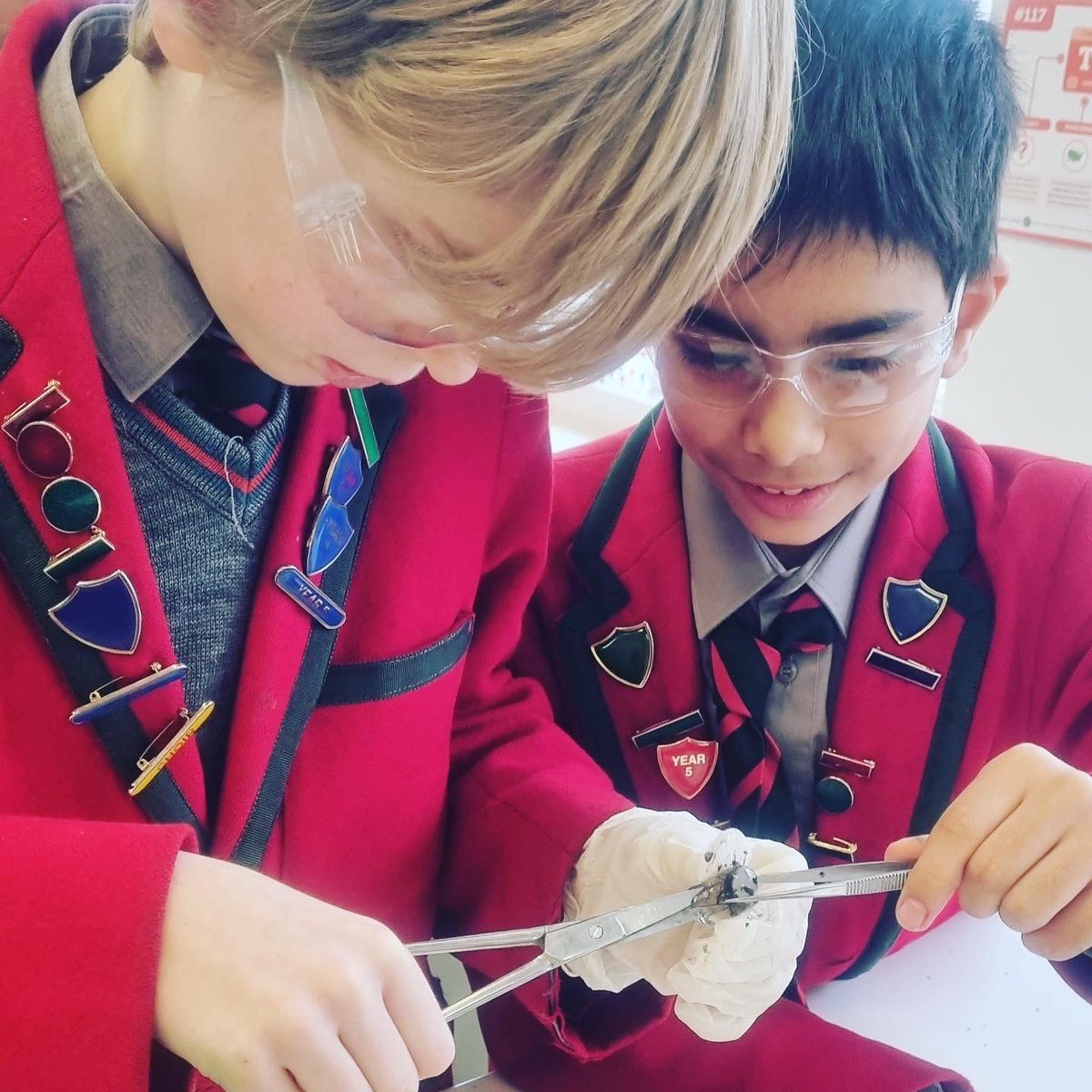 ArnoldHouseSch's tweet image. Year 6 have been learning about how eyes see objects. They dissected a sheep&apos;s eye to look at its anatomy. #scienceweek #year6science #sciencepracticals #sciencedissections #arnoldhouseschool