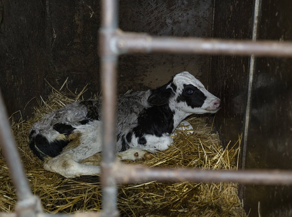 LAV Bergamo tweet media