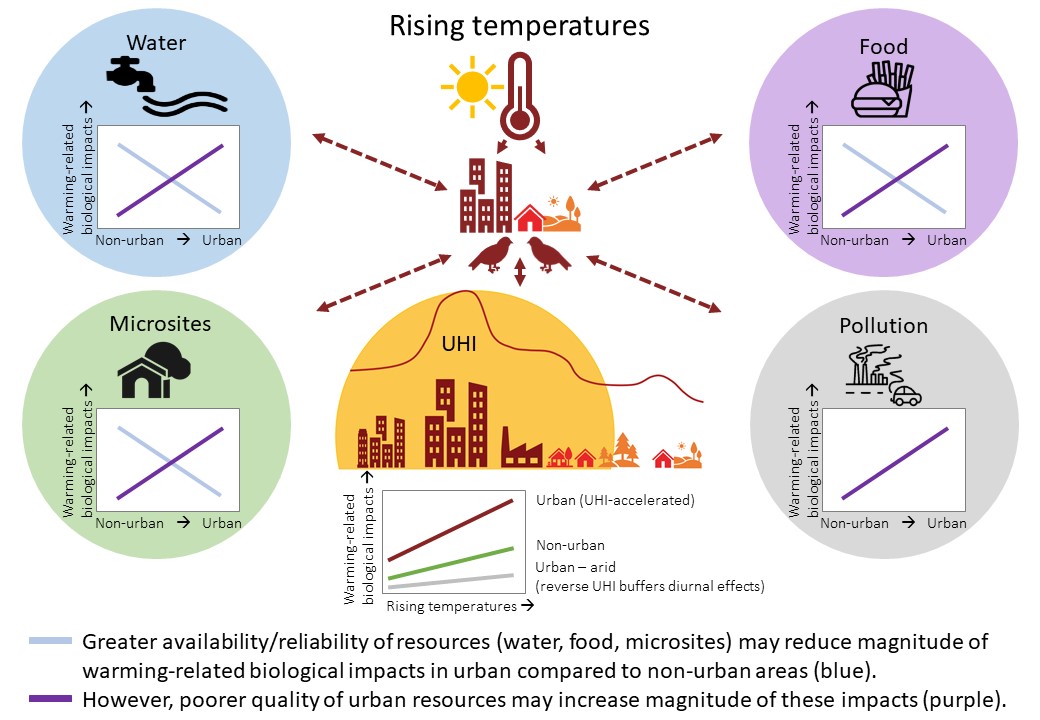 Our @GlobalChangeBio review paper is out Interactive effects of rising temperatures & urbanisation on birds across different climate zones: A mechanistic perspective doi.org/10.1111/gcb.16… Output from @NRF_News @STINTtweet collaboration between @Fitztitute & @lunduniversity