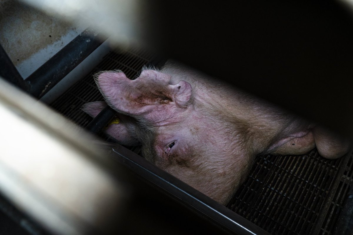 LAV Bergamo tweet media