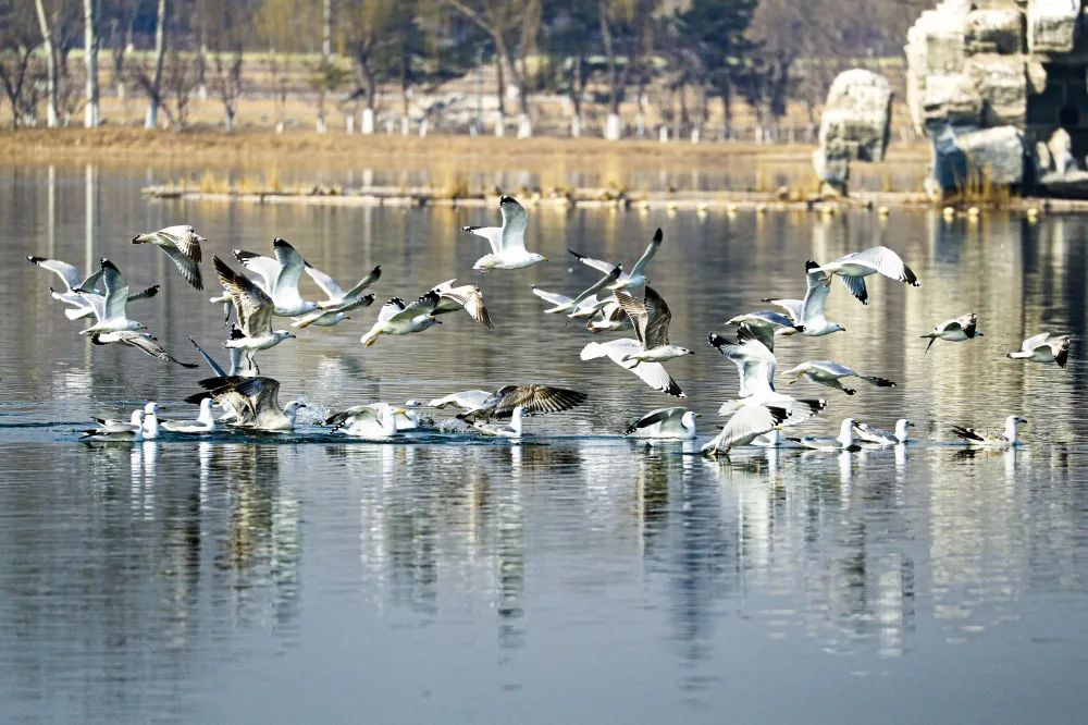 DiscoverDaxing's tweet photo. A large flock of herring gulls was seen forging on the wetlands of Niantan Park, #Daxing district, recently.

Boasting abundant nectar plants🌼, and clean &amp; spacious bodies of water🌊, Niantan Park provides a fine eco-environment for the migratory birds. #GreenDaxing #ForNature https://t.co/7lxGdqtWmt