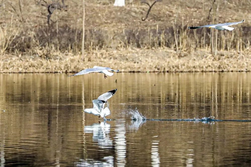 DiscoverDaxing's tweet photo. A large flock of herring gulls was seen forging on the wetlands of Niantan Park, #Daxing district, recently.

Boasting abundant nectar plants🌼, and clean &amp; spacious bodies of water🌊, Niantan Park provides a fine eco-environment for the migratory birds. #GreenDaxing #ForNature https://t.co/7lxGdqtWmt