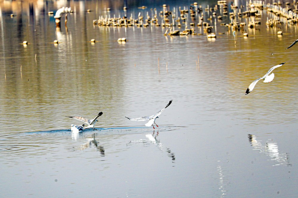 DiscoverDaxing's tweet photo. A large flock of herring gulls was seen forging on the wetlands of Niantan Park, #Daxing district, recently.

Boasting abundant nectar plants🌼, and clean &amp; spacious bodies of water🌊, Niantan Park provides a fine eco-environment for the migratory birds. #GreenDaxing #ForNature https://t.co/7lxGdqtWmt
