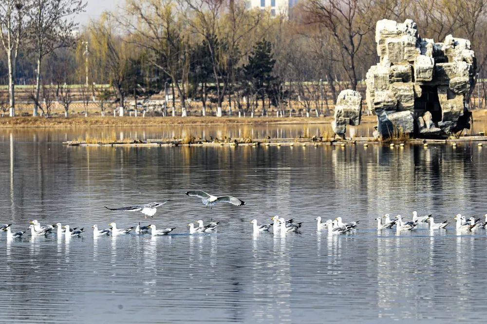 DiscoverDaxing's tweet photo. A large flock of herring gulls was seen forging on the wetlands of Niantan Park, #Daxing district, recently.

Boasting abundant nectar plants🌼, and clean &amp; spacious bodies of water🌊, Niantan Park provides a fine eco-environment for the migratory birds. #GreenDaxing #ForNature https://t.co/7lxGdqtWmt