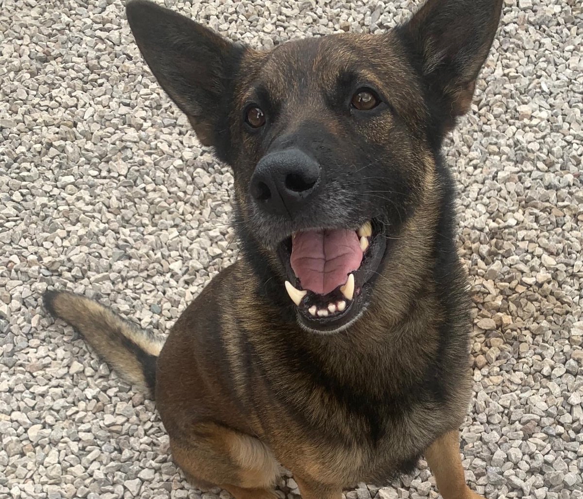 PSOSDogs's tweet photo. #PDBen and PC Fulton won @PoliceChiefs Dog Team of the Year, presented at #Crufts🥇

The pair saved a vulnerable missing woman in South Lanarkshire, despite PC Fulton suffering a broken heel bone and torn ligaments.

Read more here: https://t.co/wliicg1ch9 https://t.co/vsVBXNI1hB https://t.co/vPRWsxtS6r