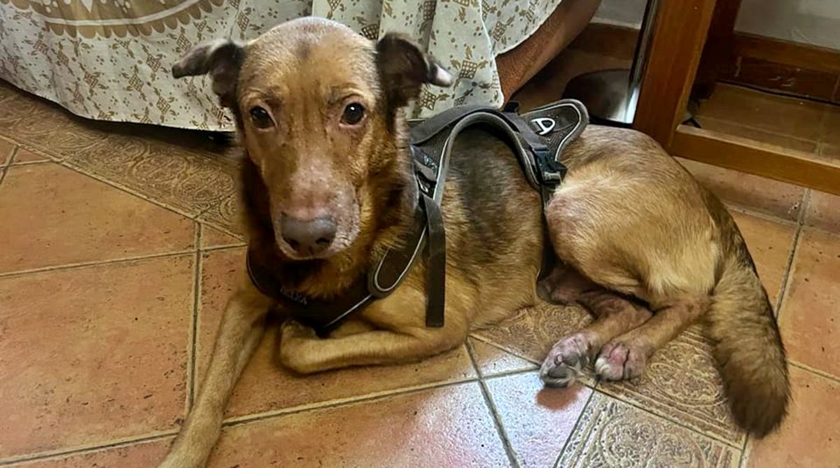 #MADRID
Después de 9 años adoptado... a #SCREW le han dejado en la calle!! No tenemos palabras

Tiene un bulto en el cuello y alergia en la piel pero es un perrito cariñoso y con muchas ganas de seguir dando amor

Por favor podemos hacerle pasar por un refugio

Isla 620972826