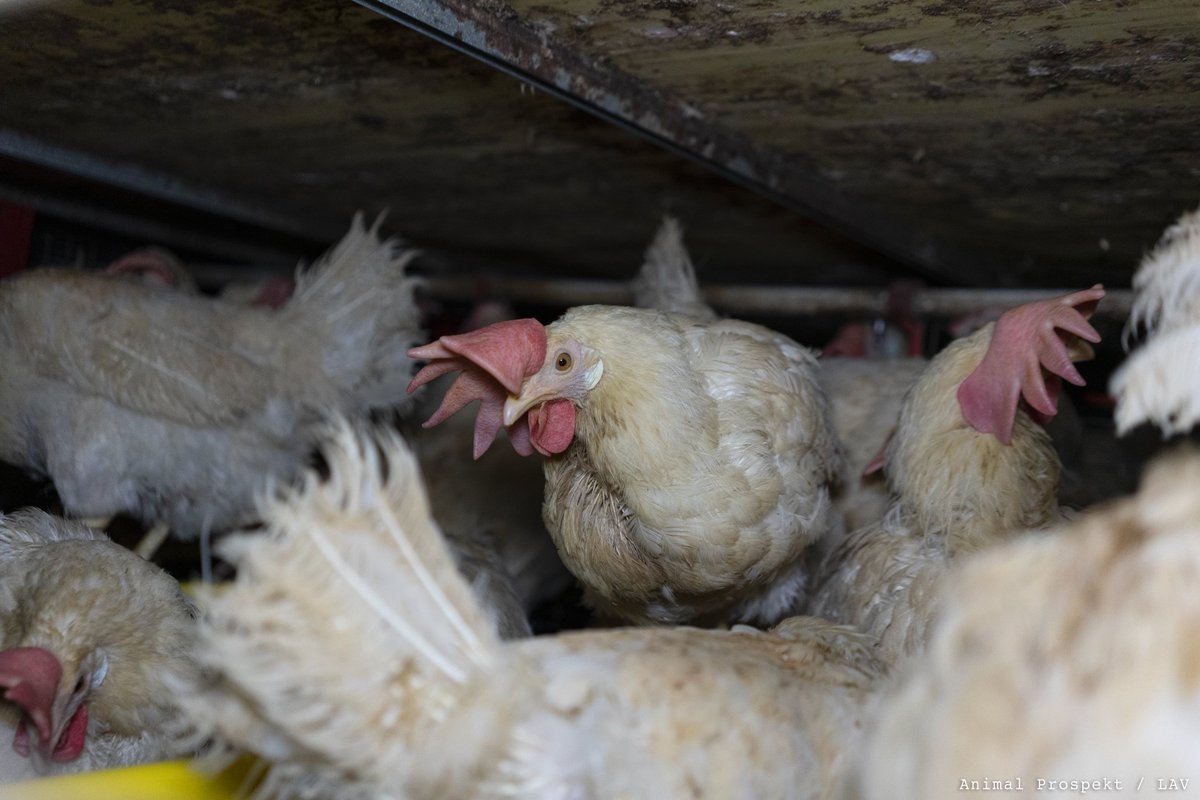 LAV Bergamo tweet media