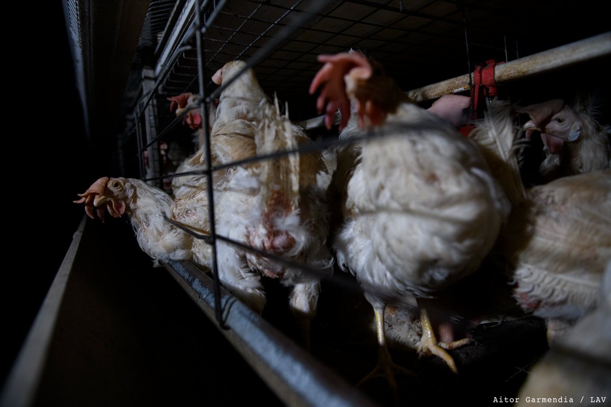 LAV Bergamo tweet media