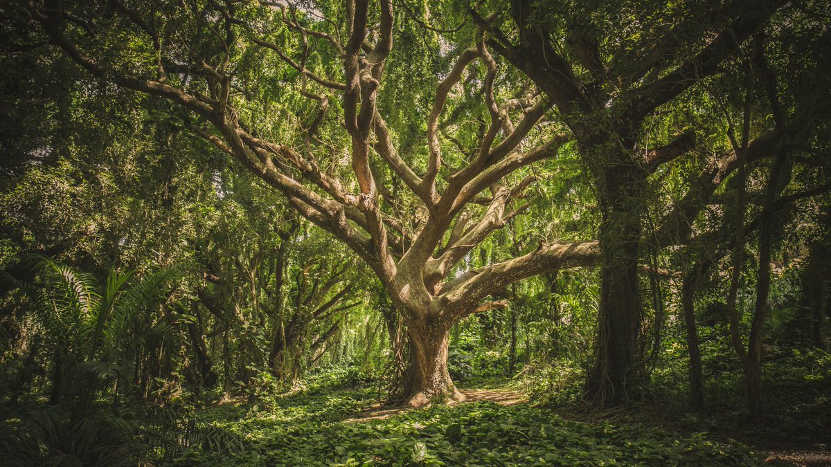 Aged 16-25 and passionate about woods, trees and the environment? 🌳

Join @WoodlandTrust’s first ever youth council and have your say on how we impact the health of the planet. 🌍

More information and how to apply here: woodlandtrust.org.uk/support-us/act…

Applications close 24th April!