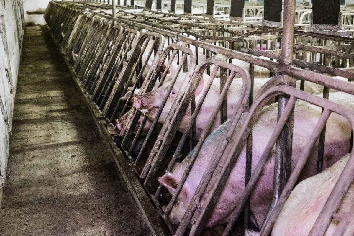 LAV Bergamo tweet media