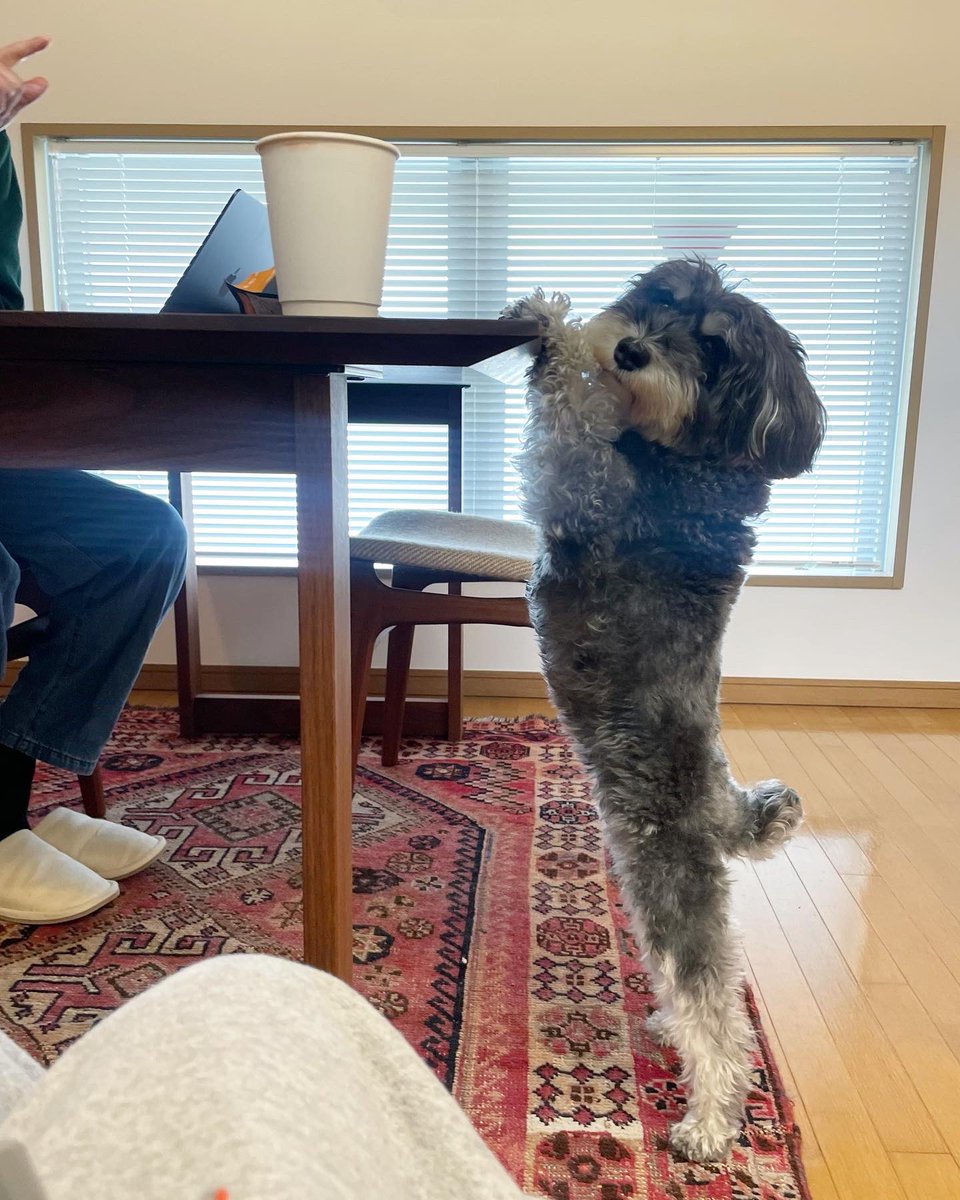 pippotokyo's tweet photo. テーブルの上のおやつクレー！ https://t.co/dXiwoBO9zp
