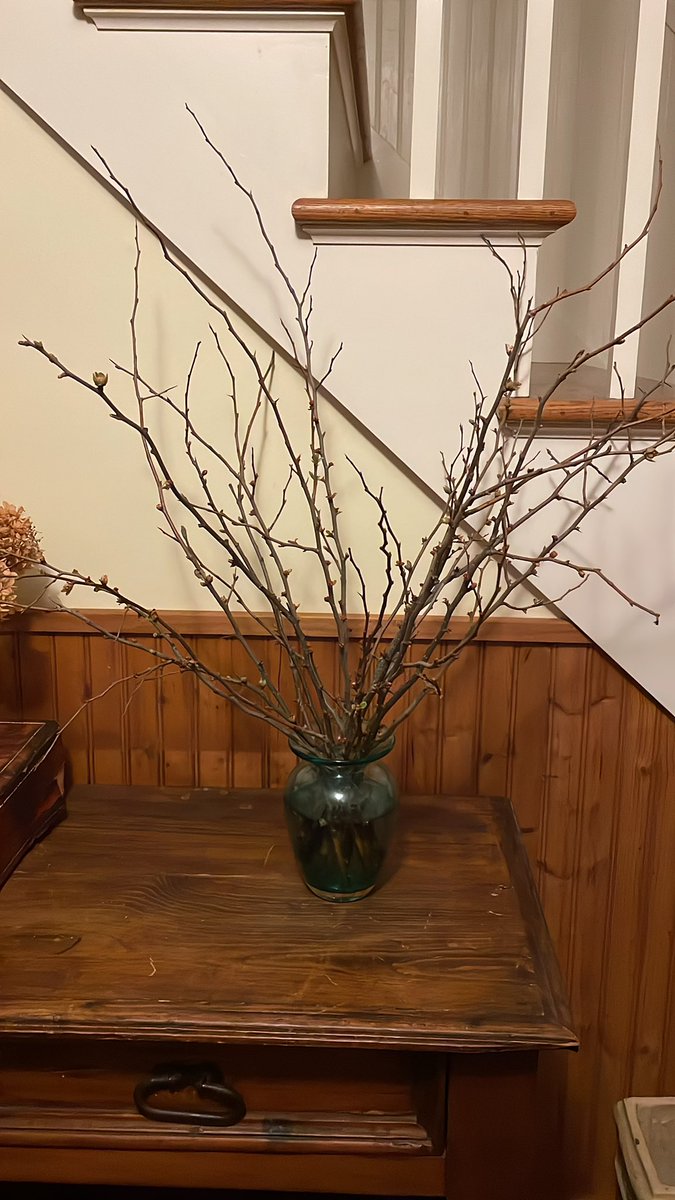 winter0922's tweet photo. If you are in New England, it’s time to force the quince and forsythia inside #springinnewengland #indoorflowers #forsythia #WritingCommunity https://t.co/NZsHCRi57C