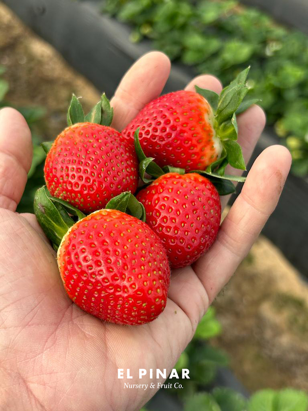 REVISTAFYH's tweet image. La #rusticidad, una garantía de éxito en las #variedades de #ElPinar fyh.es/la-rusticidad-… #fresa #fresón #Huelva #frutosrojos