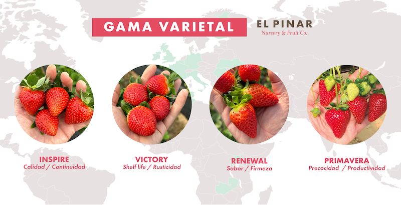 REVISTAFYH's tweet image. La #rusticidad, una garantía de éxito en las #variedades de #ElPinar fyh.es/la-rusticidad-… #fresa #fresón #Huelva #frutosrojos