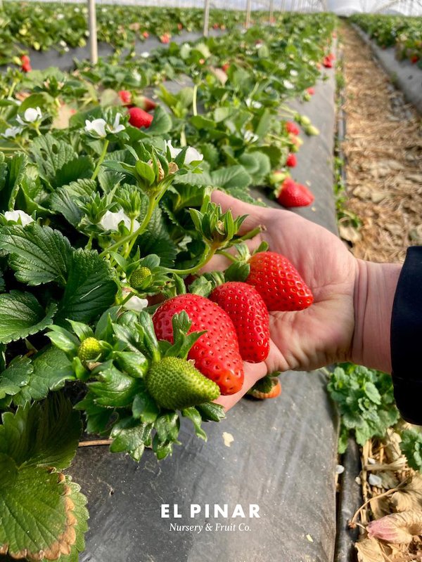 REVISTAFYH's tweet image. La #rusticidad, una garantía de éxito en las #variedades de #ElPinar fyh.es/la-rusticidad-… #fresa #fresón #Huelva #frutosrojos